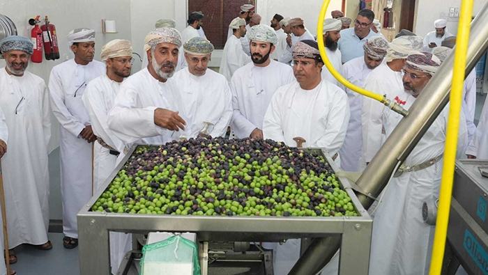 New olive press opens in Al Jabal Al Akhdar to boost local production